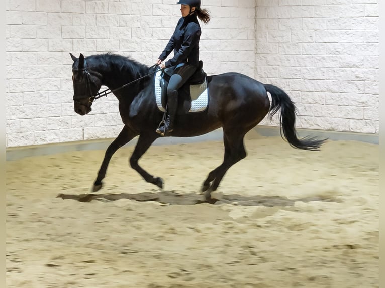 Irish Sport Horse Stute 11 Jahre 160 cm  in Lage