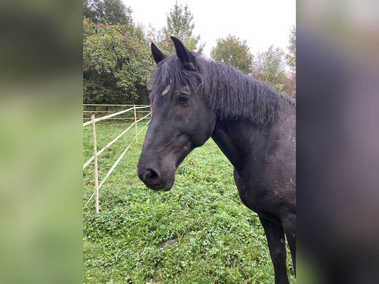 Irish Sport Horse Stute 11 Jahre 163 cm Brauner in Niedenstein