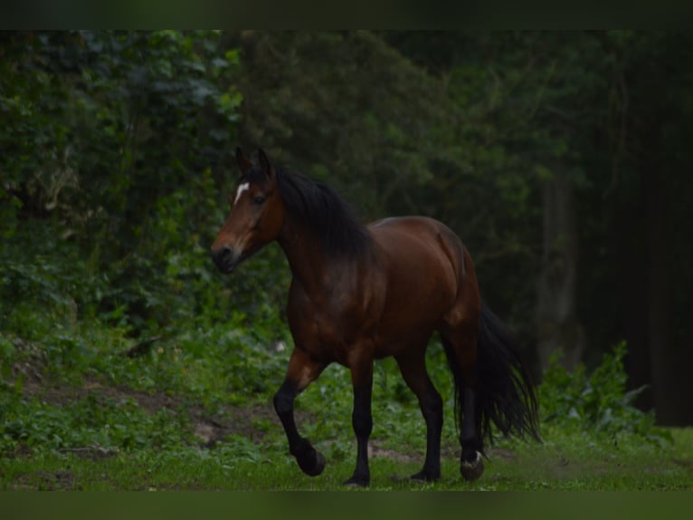 Irish Sport Horse Mix Stute 11 Jahre 165 cm Brauner in Hatten