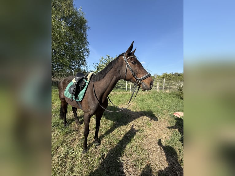 Irish Sport Horse Stute 11 Jahre 165 cm Dunkelbrauner in Berlin