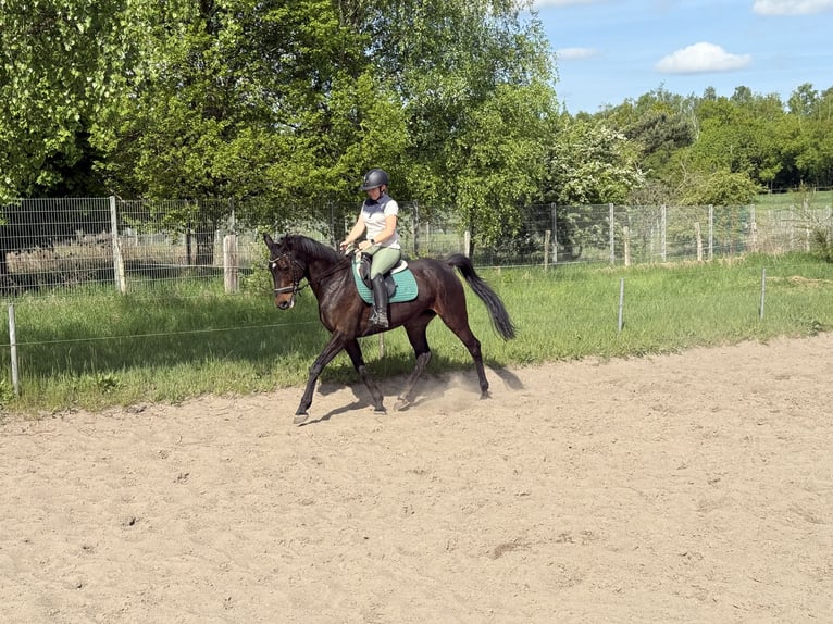 Irish Sport Horse Stute 11 Jahre 165 cm Dunkelbrauner in Berlin