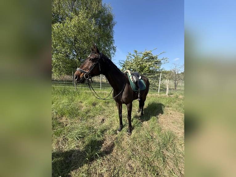 Irish Sport Horse Stute 11 Jahre 165 cm Dunkelbrauner in Berlin