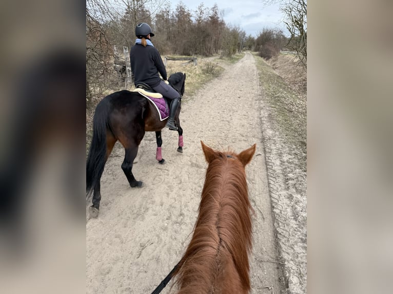 Irish Sport Horse Stute 11 Jahre 165 cm Dunkelbrauner in Berlin