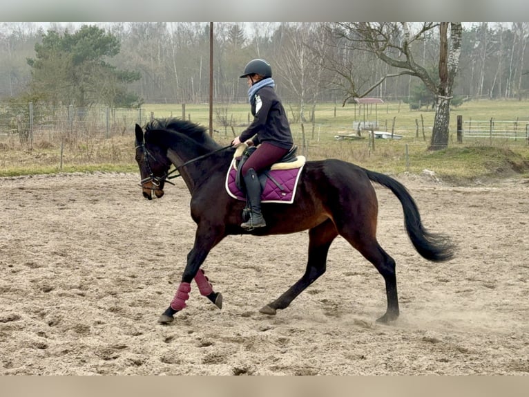 Irish Sport Horse Stute 11 Jahre 165 cm Dunkelbrauner in Berlin
