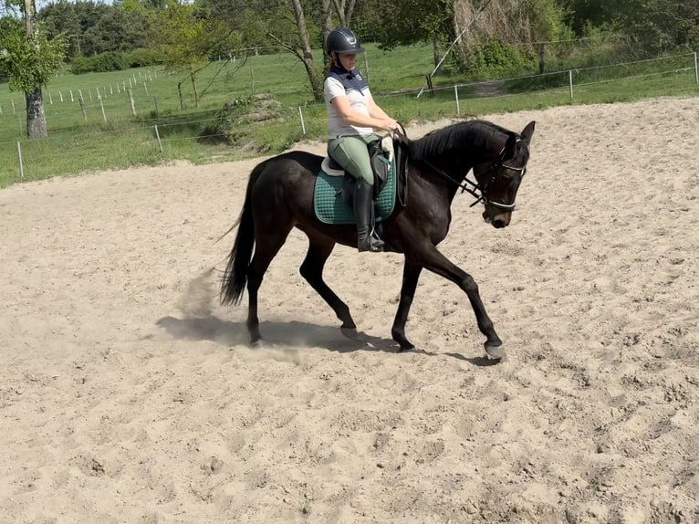Irish Sport Horse Stute 11 Jahre 165 cm Dunkelbrauner in Berlin