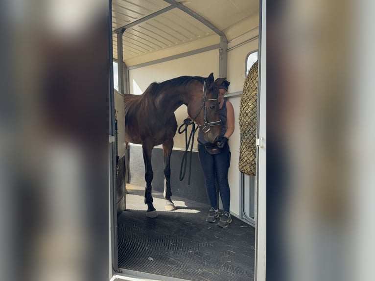 Irish Sport Horse Stute 11 Jahre 165 cm Dunkelbrauner in Berlin