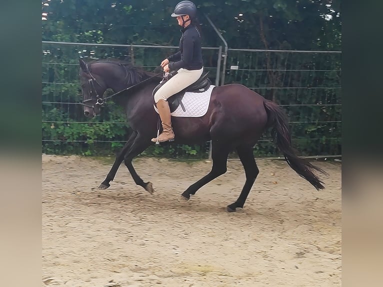 Irish Sport Horse Stute 11 Jahre 165 cm Rappe in Lage