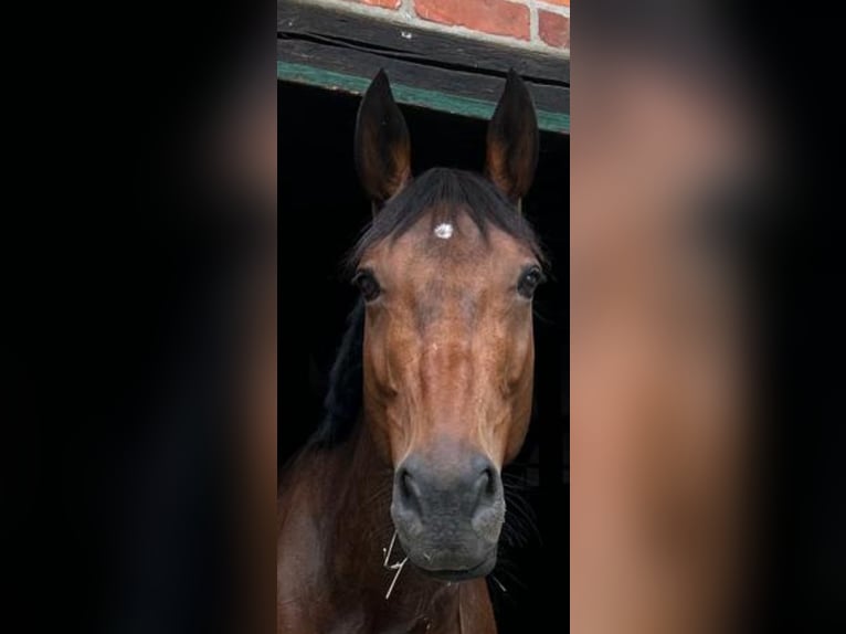 Irish Sport Horse Stute 11 Jahre 166 cm Brauner in Henstedt-Ulzburg