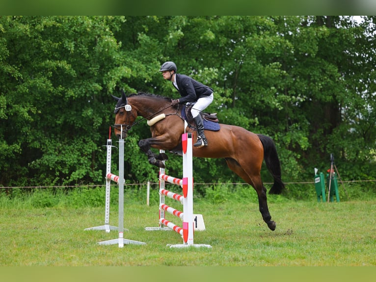 Irish Sport Horse Stute 11 Jahre 166 cm Brauner in Henstedt-Ulzburg