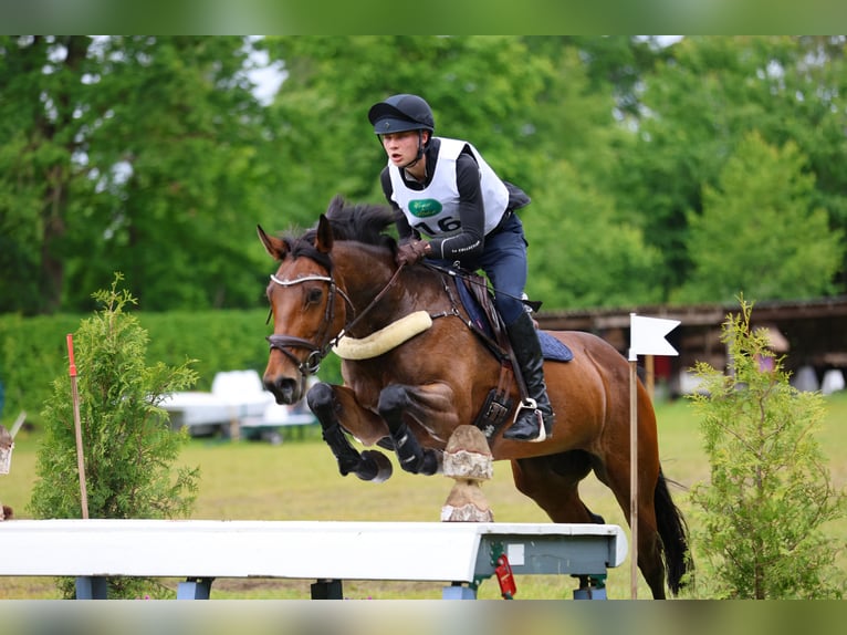 Irish Sport Horse Stute 11 Jahre 166 cm Brauner in Henstedt-Ulzburg