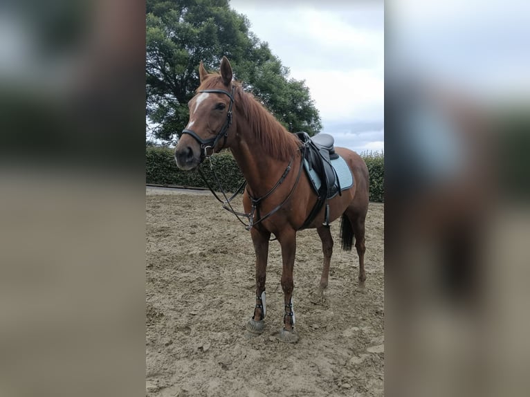 Irish Sport Horse Stute 11 Jahre 167 cm Fuchs in Philippine