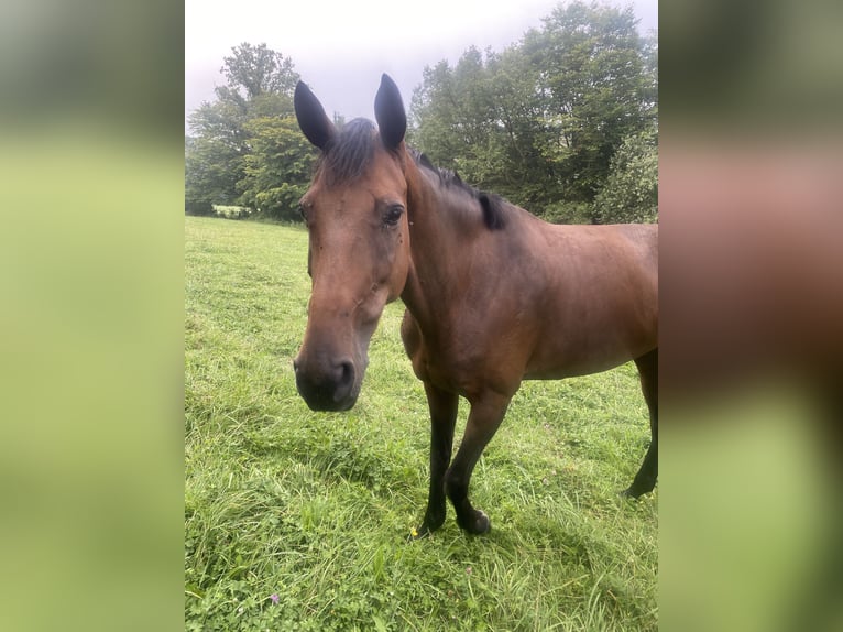 Irish Sport Horse Stute 11 Jahre 172 cm Brauner in Bourbonne les bains
