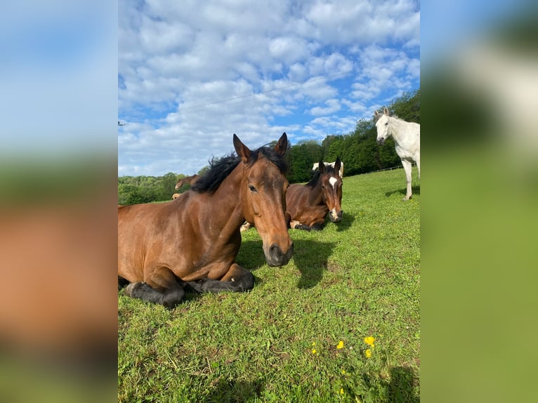 Irish Sport Horse Stute 11 Jahre 172 cm Brauner in Bourbonne les bains