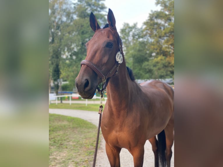 Irish Sport Horse Stute 11 Jahre 172 cm Brauner in Bourbonne les bains