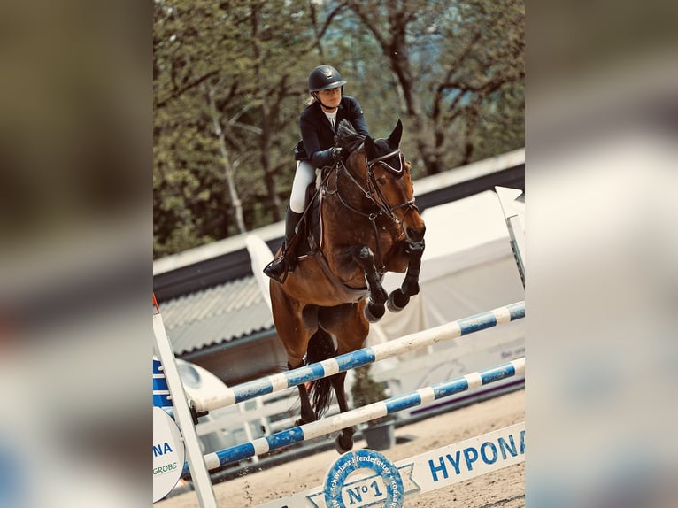 Irish Sport Horse Stute 11 Jahre 172 cm Brauner in Bourbonne les bains