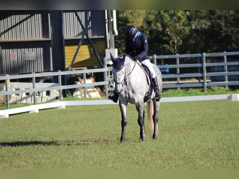 Irish Sport Horse Stute 11 Jahre 173 cm Schimmel in London