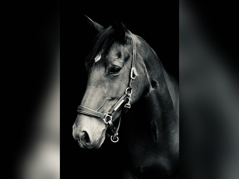 Irish Sport Horse Stute 12 Jahre 147 cm Hellbrauner in Osnabrück
