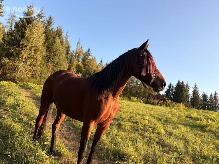 Irish Sport Horse Stute 12 Jahre 153 cm Brauner in Pritschitz