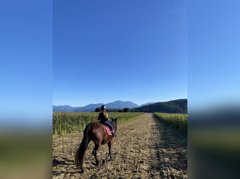 Irish Sport Horse Stute 12 Jahre 153 cm in Maria Saal