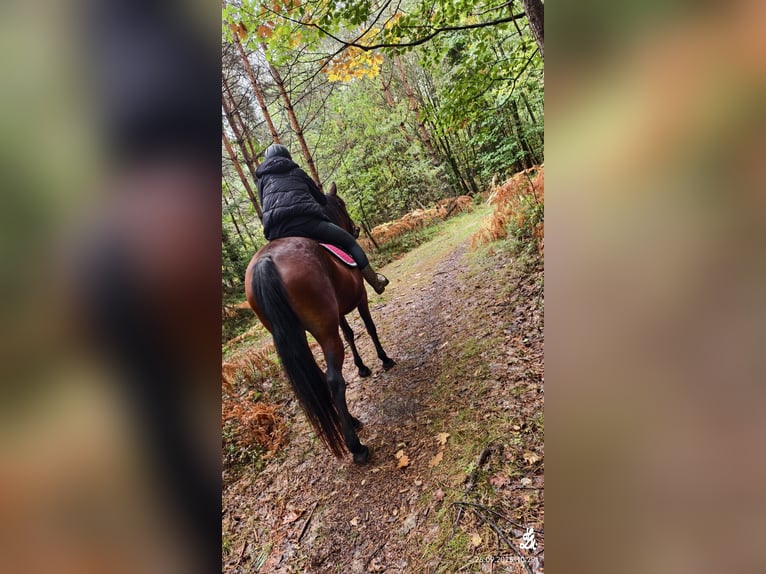 Irish Sport Horse Stute 12 Jahre 153 cm in Maria Saal