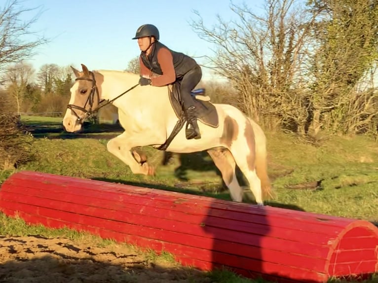 Irish Sport Horse Mix Stute 12 Jahre 155 cm Schecke in Mountrath