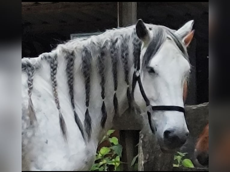 Irish Sport Horse Stute 12 Jahre 157 cm Apfelschimmel in Stelle