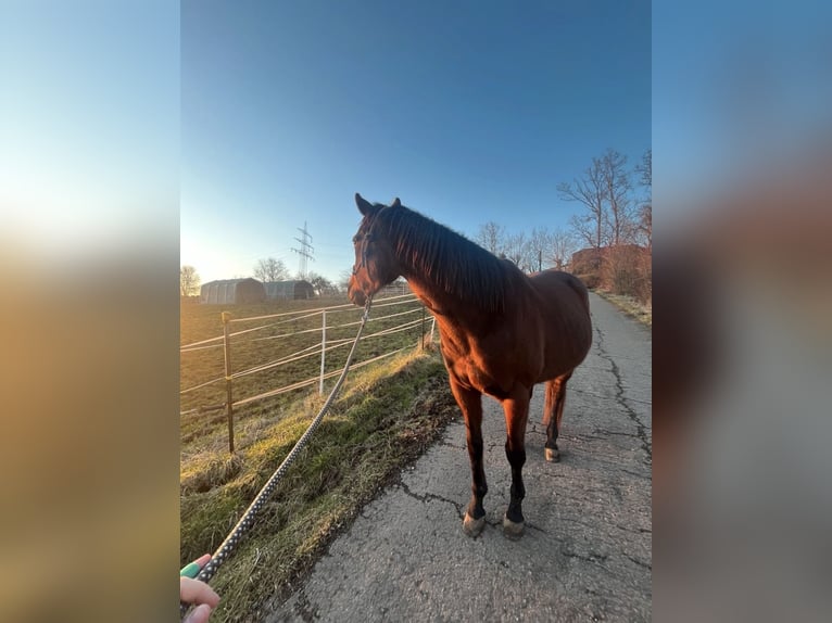 Irish Sport Horse Stute 12 Jahre 157 cm Brauner in Saarbrücken