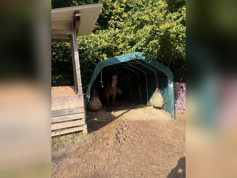Irish Sport Horse Stute 12 Jahre 157 cm Brauner in Saarbrücken