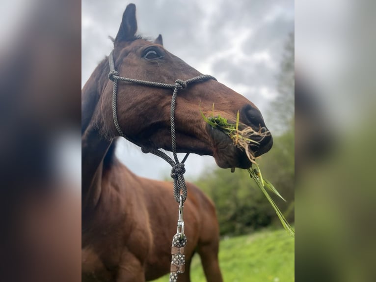 Irish Sport Horse Stute 12 Jahre 157 cm Brauner in Saarbrücken