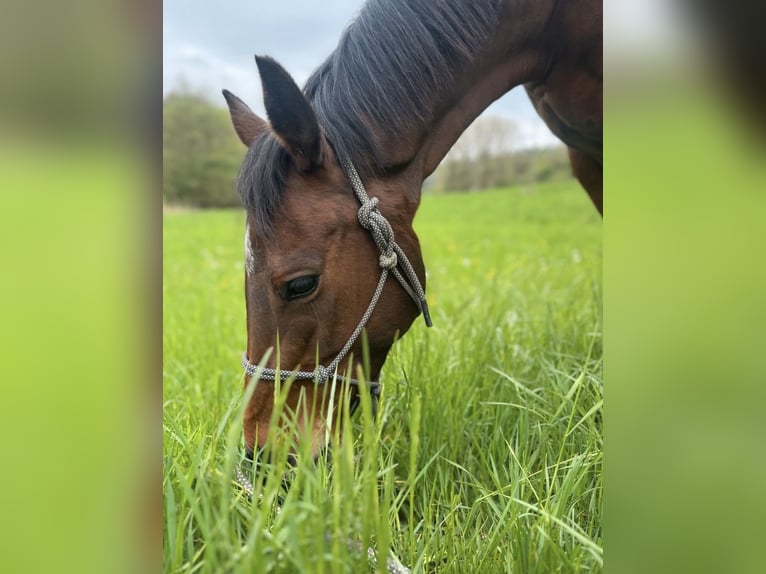 Irish Sport Horse Stute 12 Jahre 157 cm Brauner in Saarbrücken