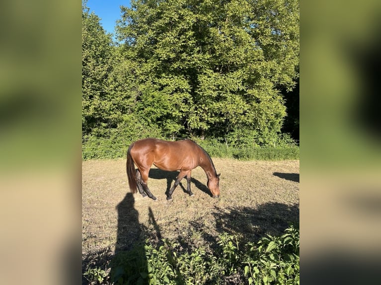 Irish Sport Horse Stute 12 Jahre 157 cm Brauner in Saarbrücken