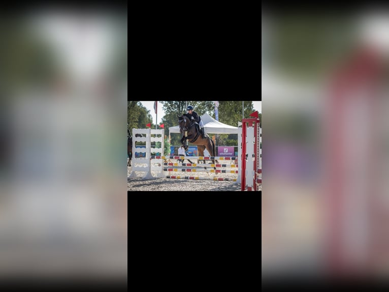 Irish Sport Horse Stute 12 Jahre 158 cm Brauner in Hirschaid