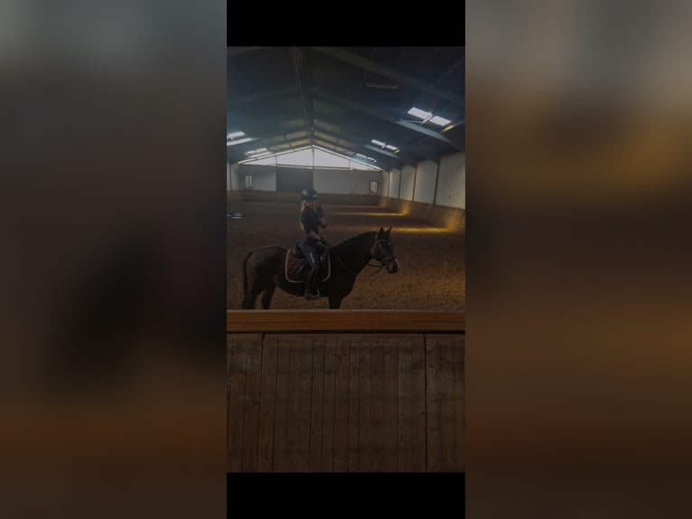 Irish Sport Horse Stute 12 Jahre 158 cm Brauner in Hirschaid