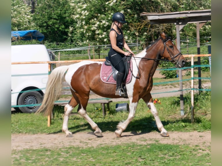 Irish Sport Horse Mix Stute 12 Jahre 163 cm Schecke in Wei&#xDF;enthurm