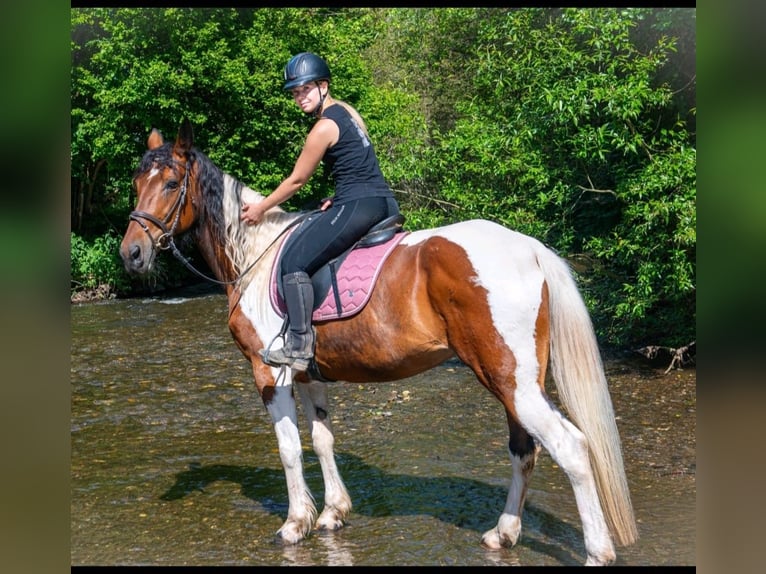 Irish Sport Horse Mix Stute 12 Jahre 163 cm Schecke in Wei&#xDF;enthurm