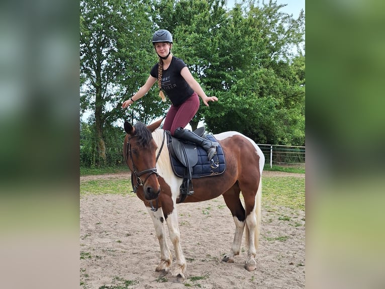 Irish Sport Horse Mix Stute 12 Jahre 163 cm Schecke in Wei&#xDF;enthurm