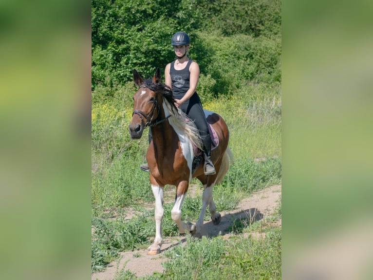 Irish Sport Horse Mix Stute 12 Jahre 163 cm Schecke in Wei&#xDF;enthurm