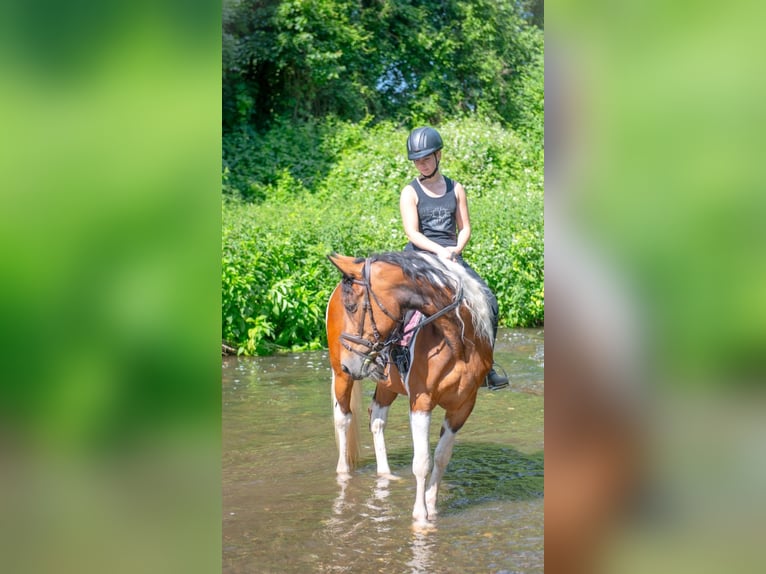 Irish Sport Horse Mix Stute 12 Jahre 163 cm Schecke in Wei&#xDF;enthurm