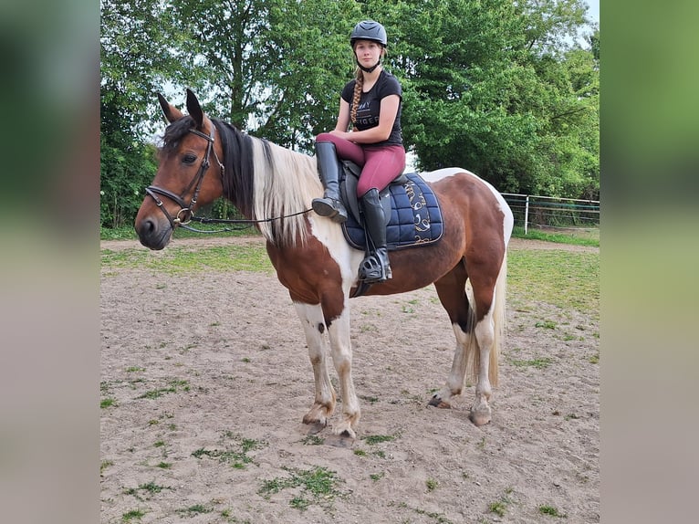 Irish Sport Horse Mix Stute 12 Jahre 163 cm Schecke in Wei&#xDF;enthurm