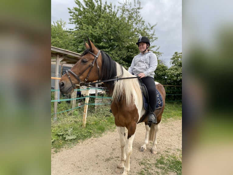 Irish Sport Horse Mix Stute 12 Jahre 163 cm Schecke in Wei&#xDF;enthurm