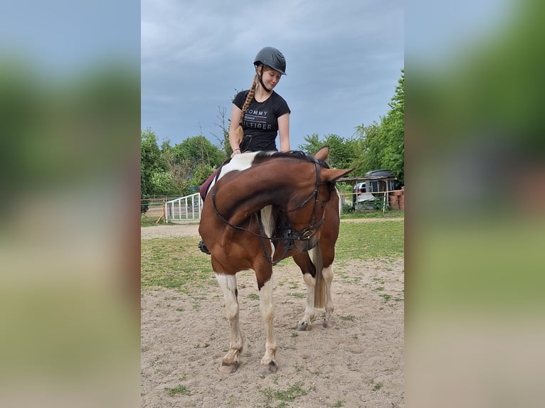 Irish Sport Horse Mix Stute 12 Jahre 163 cm Schecke in Wei&#xDF;enthurm
