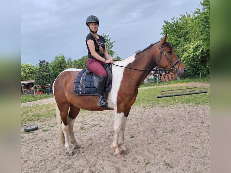 Irish Sport Horse Mix Stute 12 Jahre 163 cm Schecke in Wei&#xDF;enthurm
