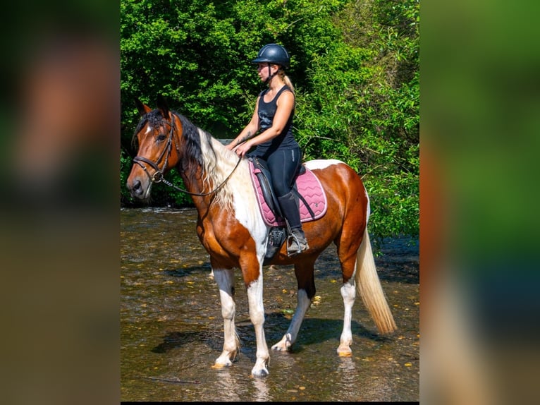 Irish Sport Horse Mix Stute 12 Jahre 163 cm Schecke in Wei&#xDF;enthurm