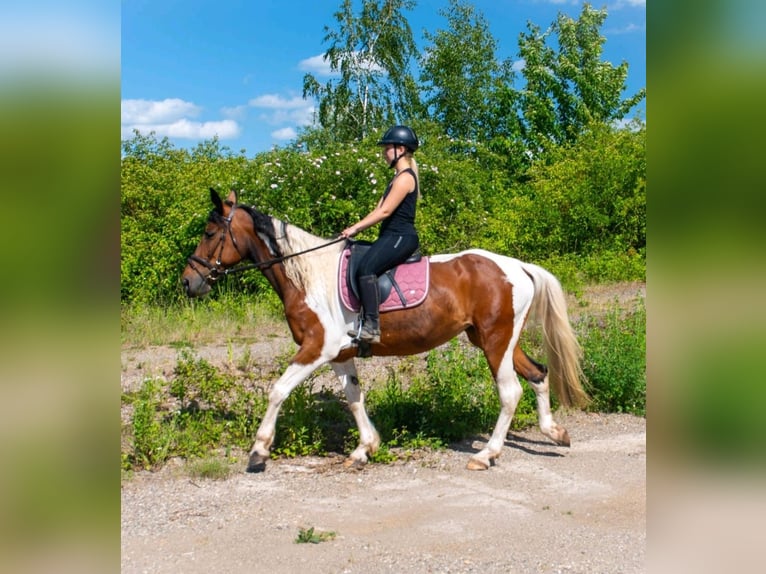 Irish Sport Horse Mix Stute 12 Jahre 163 cm Schecke in Wei&#xDF;enthurm