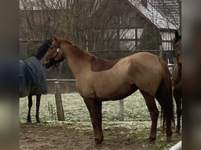 Irish Sport Horse Stute 12 Jahre 164 cm Fuchs in Elze
