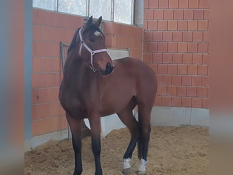 Irish Sport Horse Stute 12 Jahre 165 cm Brauner in Lage