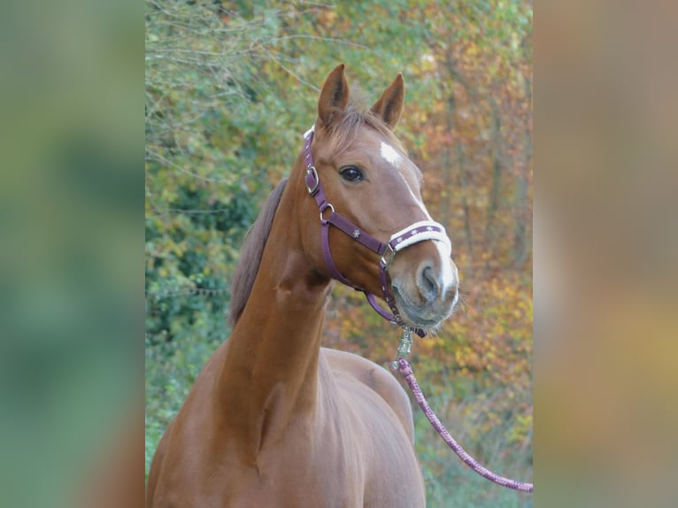 Irish Sport Horse Stute 12 Jahre 165 cm Fuchs in DieburgDieburg