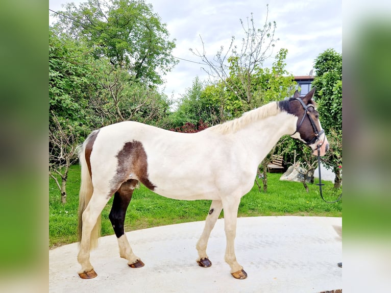 Irish Sport Horse Stute 12 Jahre 165 cm Schecke in Gummern