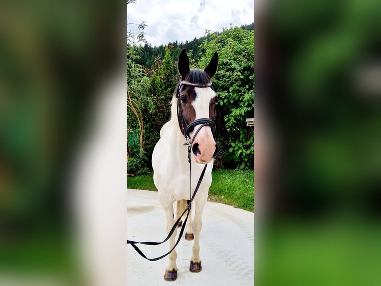 Irish Sport Horse Stute 12 Jahre 165 cm Schecke in Gummern