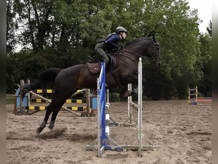 Irish Sport Horse Stute 12 Jahre 167 cm Rappe in Krosigk